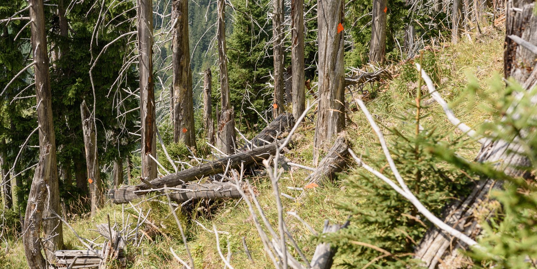 Grasfilz und Baumleichen statt Schutzwald