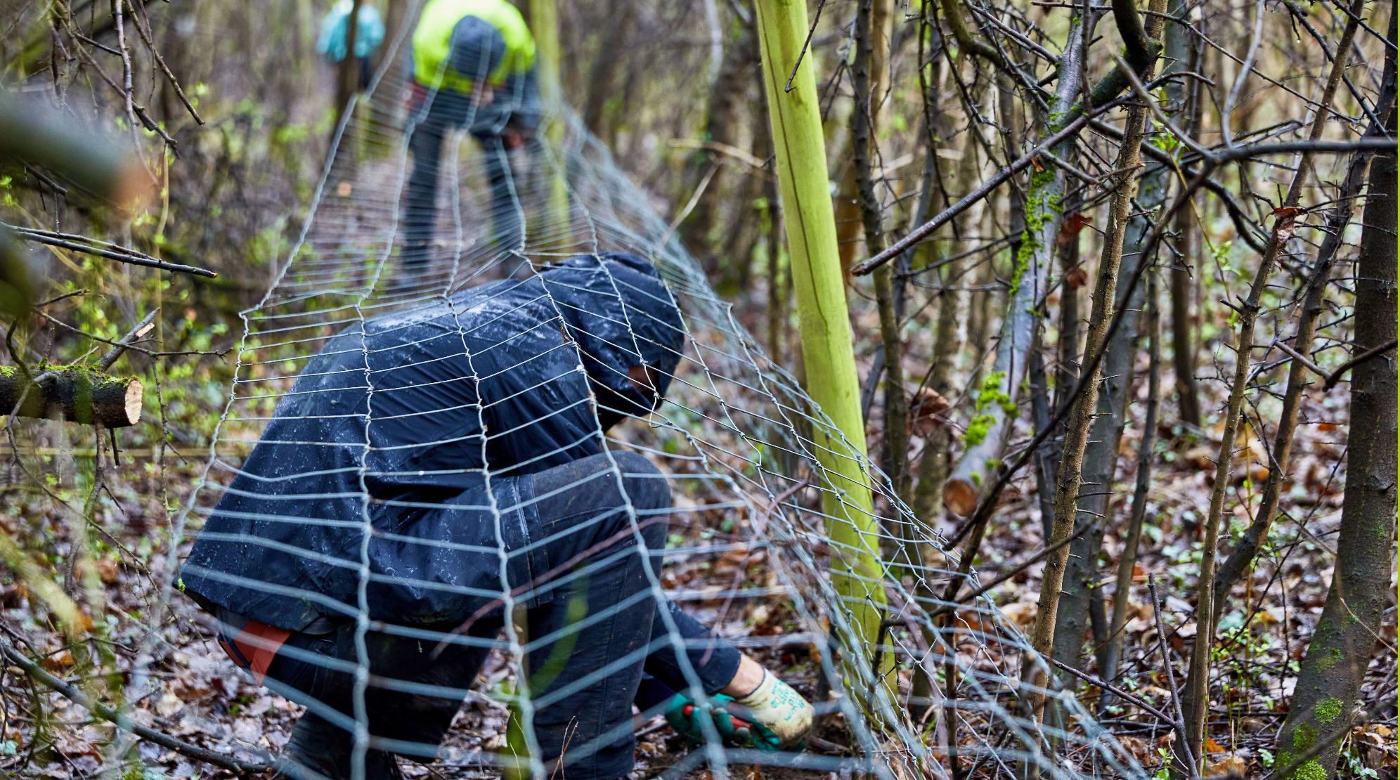 Eingewachsener Zaun, halb abgebaut