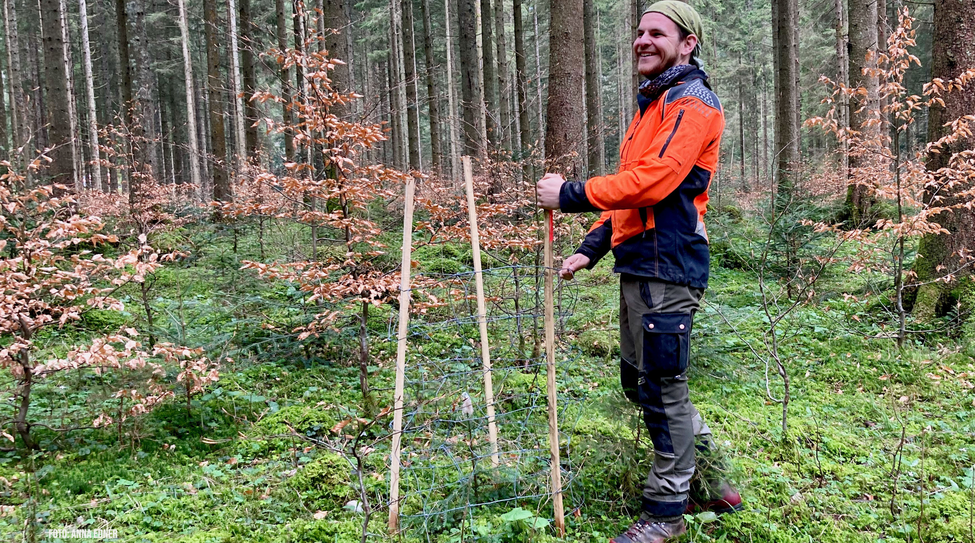 Junge Eibe, entdeckt und geschützt Junge Eibe, entdeckt und geschützt