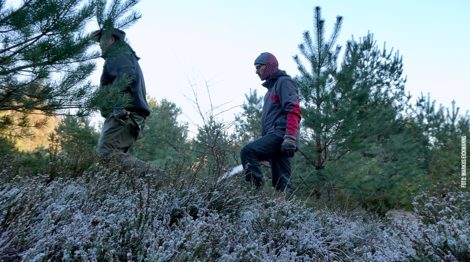 Die mit Raureif bedeckte Heide wird von Freiwilligen durchstreift Die mit Raureif bedeckte Heide wird von Freiwilligen durchstreift