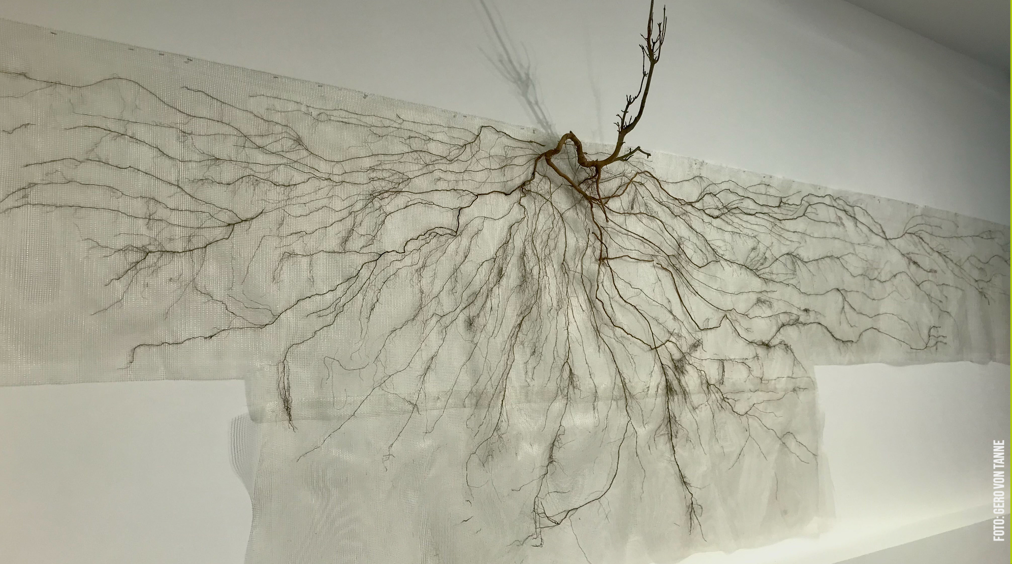 Pflanzensoziologisches Institut: Konservierte Esche, 640 x 100 cm