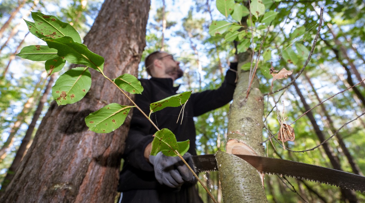 Traubenkirsche (spätblühend) wird abgesägt Traubenkirsche (spätblühend) wird abgesägt