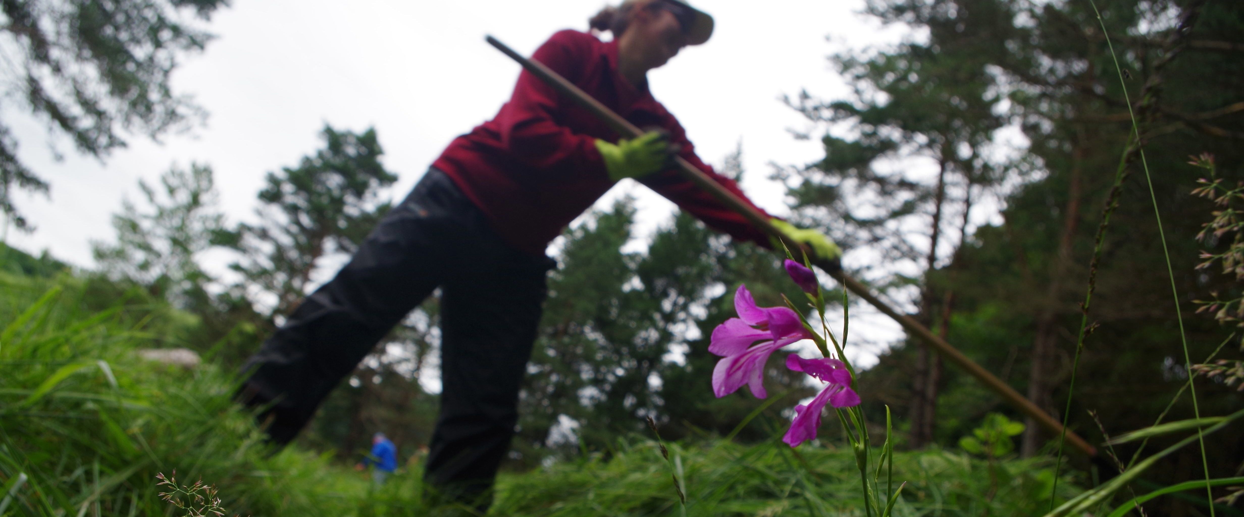 Mahd zum Erhalt eines Sumpfgladiolenvorkommens Mahd zum Erhalt eines Sumpfgladiolenvorkommens