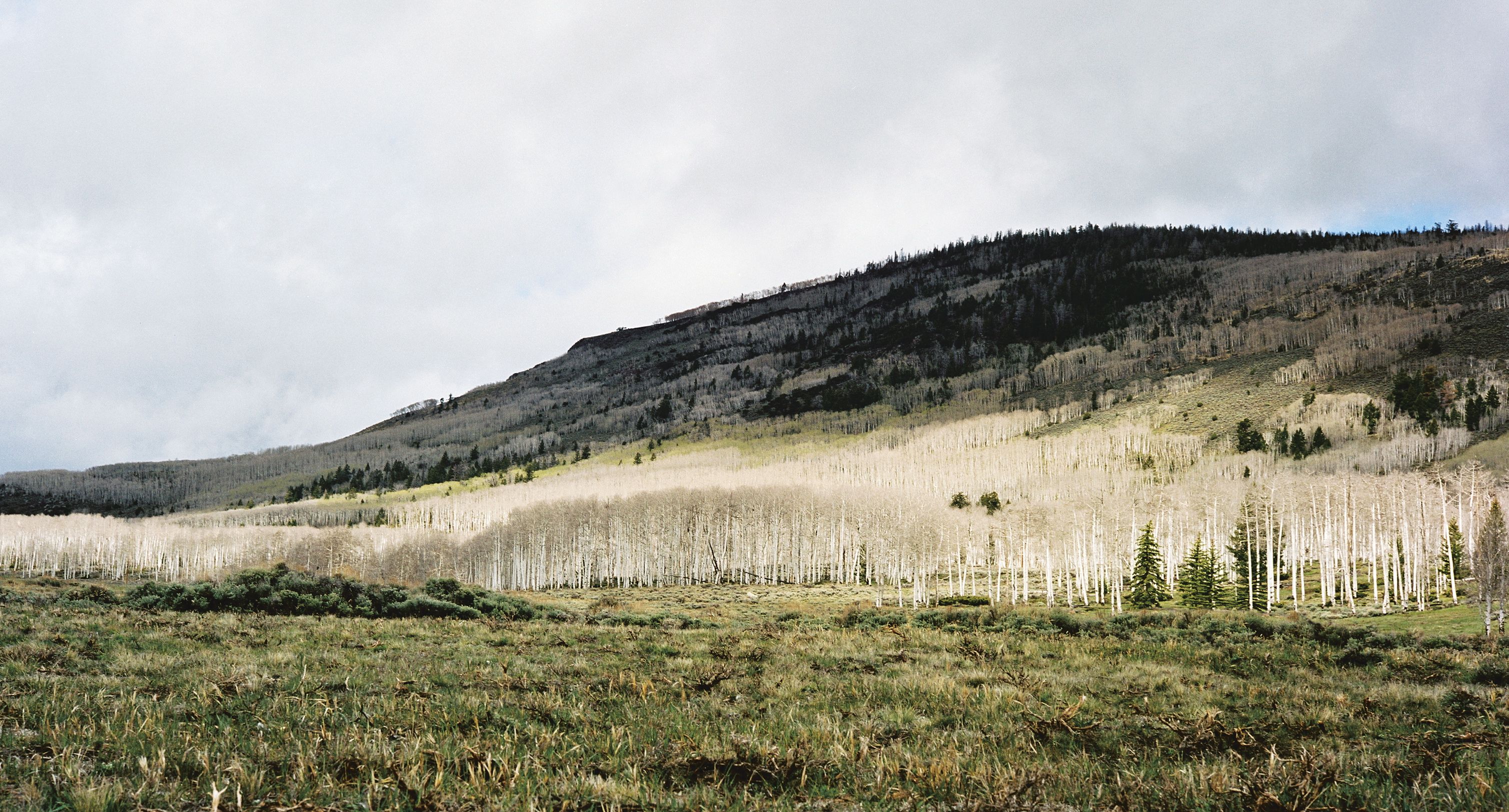 Pando - aus: Das Leben der Mächtigen © Zora del Buono