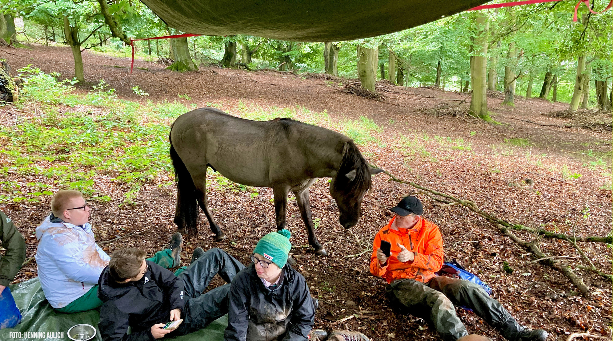 Mit dem Tarpan unterm Tarp im Hutewald Mit dem Tarpan unterm Tarp im Hutewald