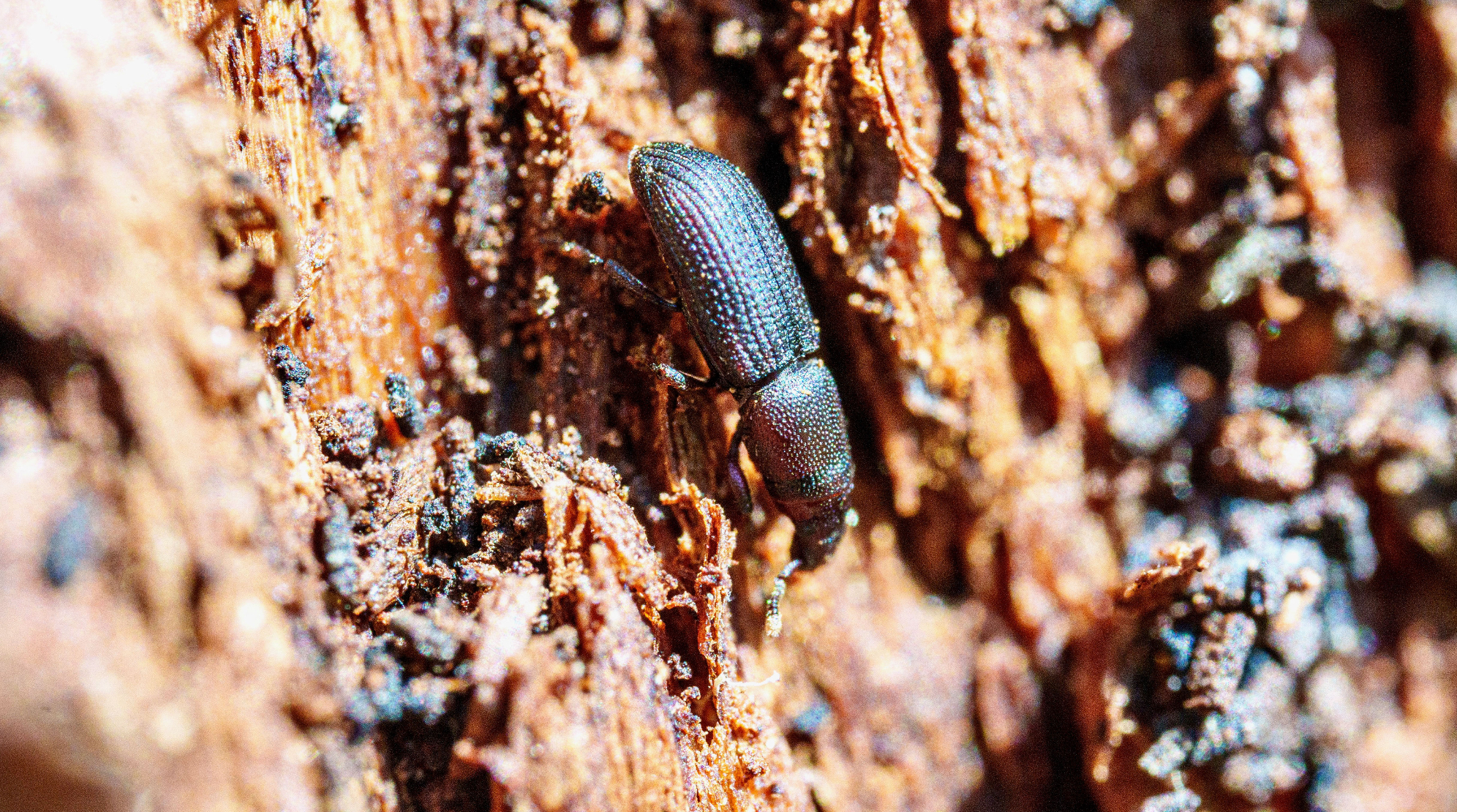 ein Totholz-Rüsselkäfer