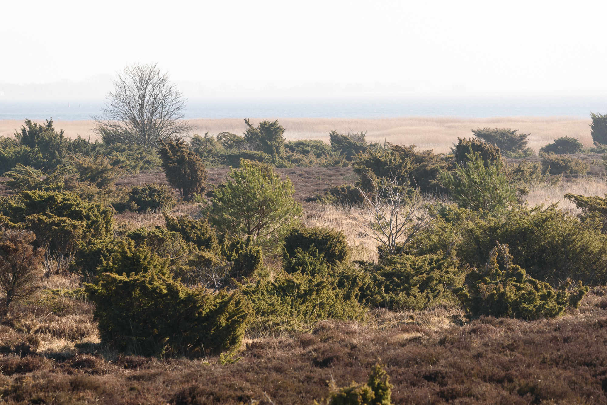p1dpt20qtj117f19hg1amc1uq714uir.jpg Landschaft auf Hiddensee