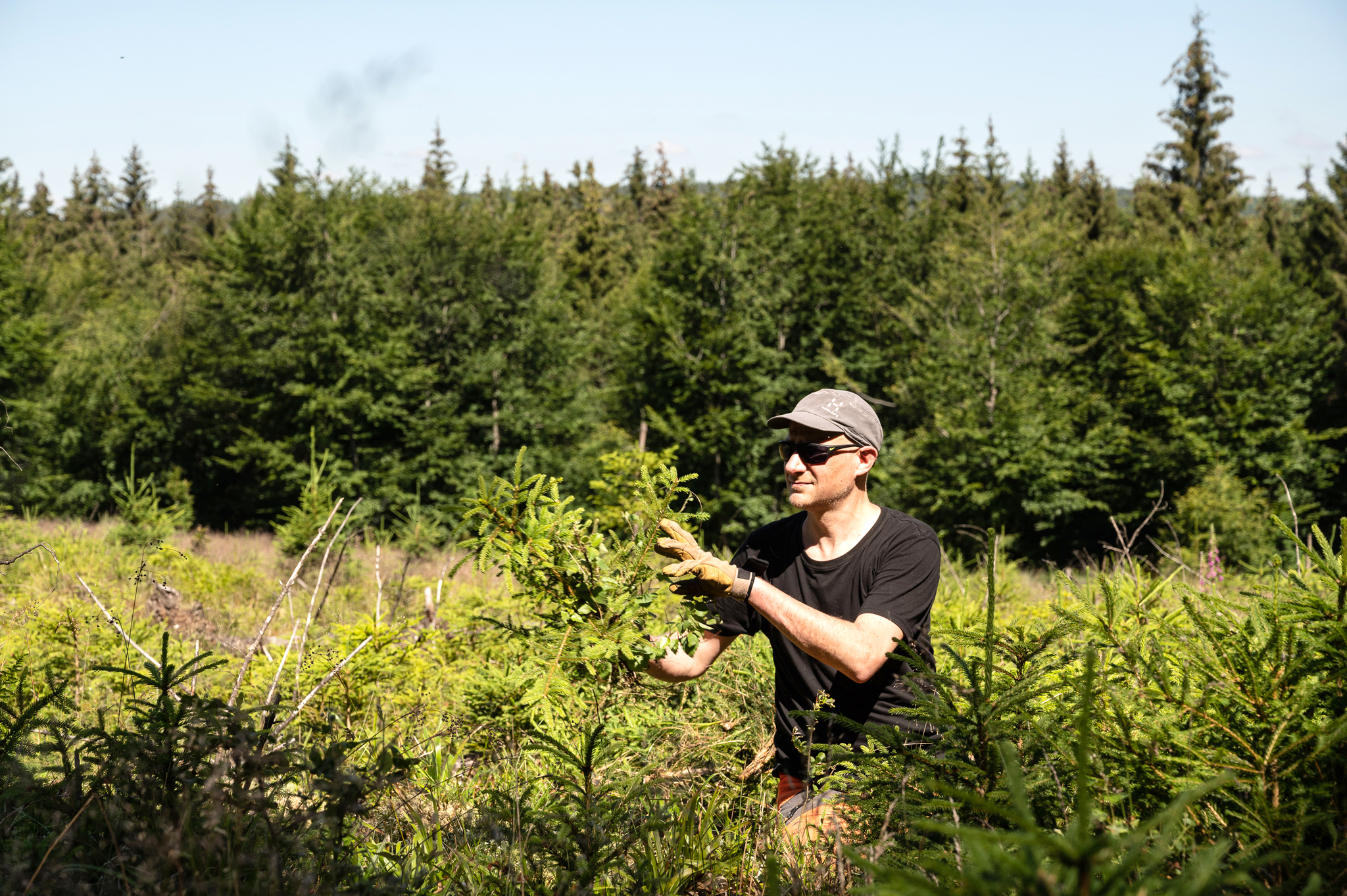 Junger Mann beim Entfernen von Fichten