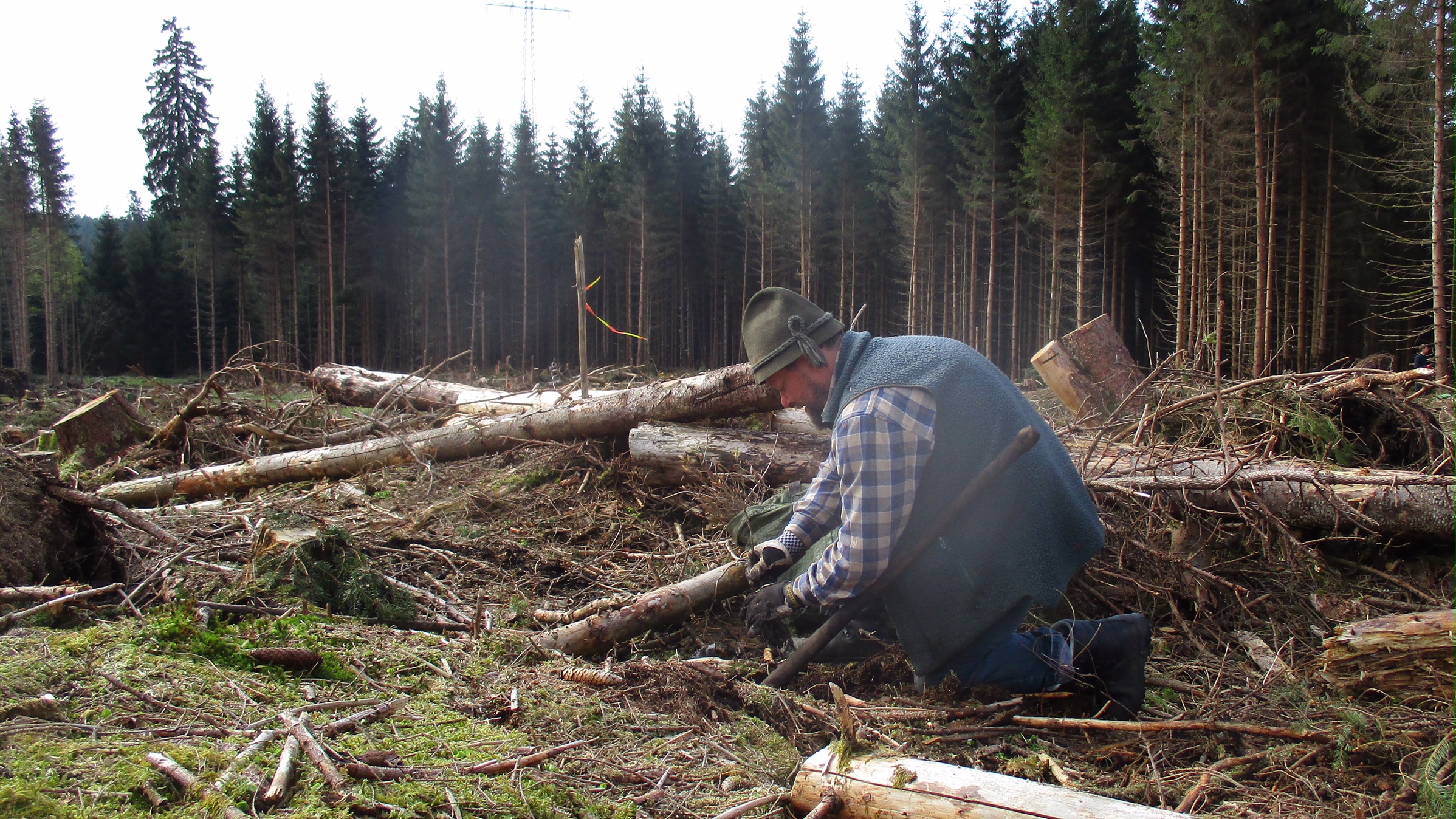 Frederike sei Dank: Neue Pflanzflächen im Harz