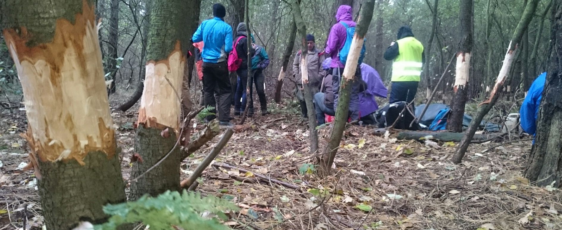 Geringelte Traubenkirschen im Eichenkrattwald Geringelte Traubenkirschen im Eichenkrattwald