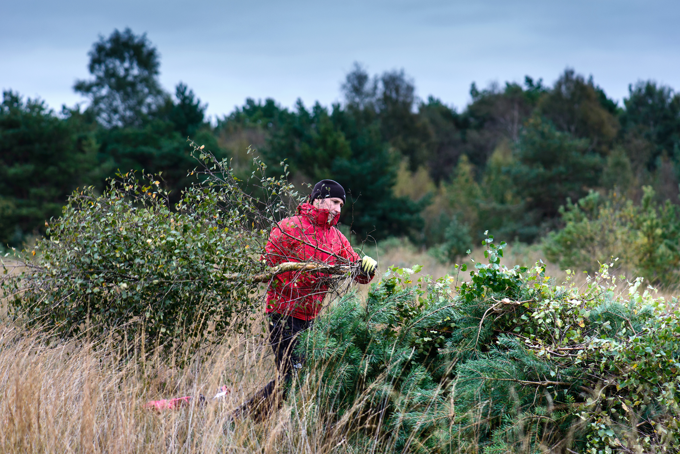 Junger Mann bei der Entkusselung mit gefällter Birke