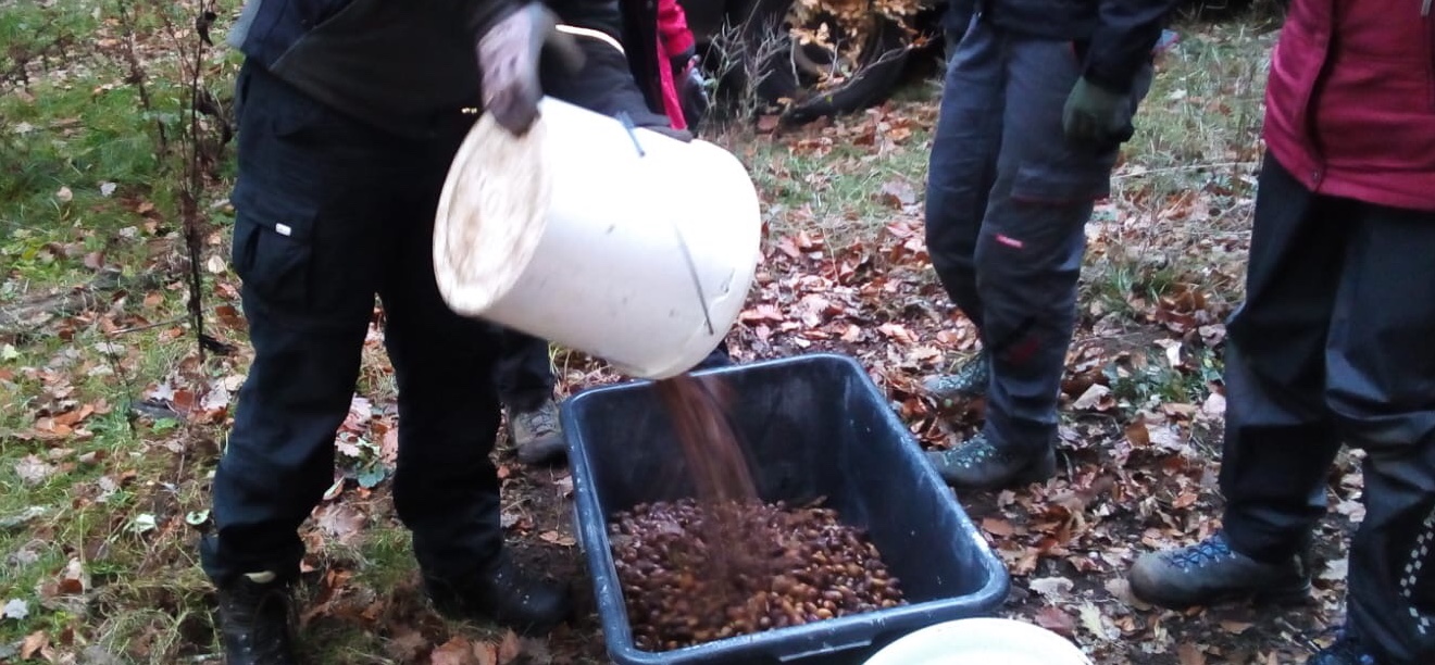 Kübelweise Eicheln Kübelweise Eicheln