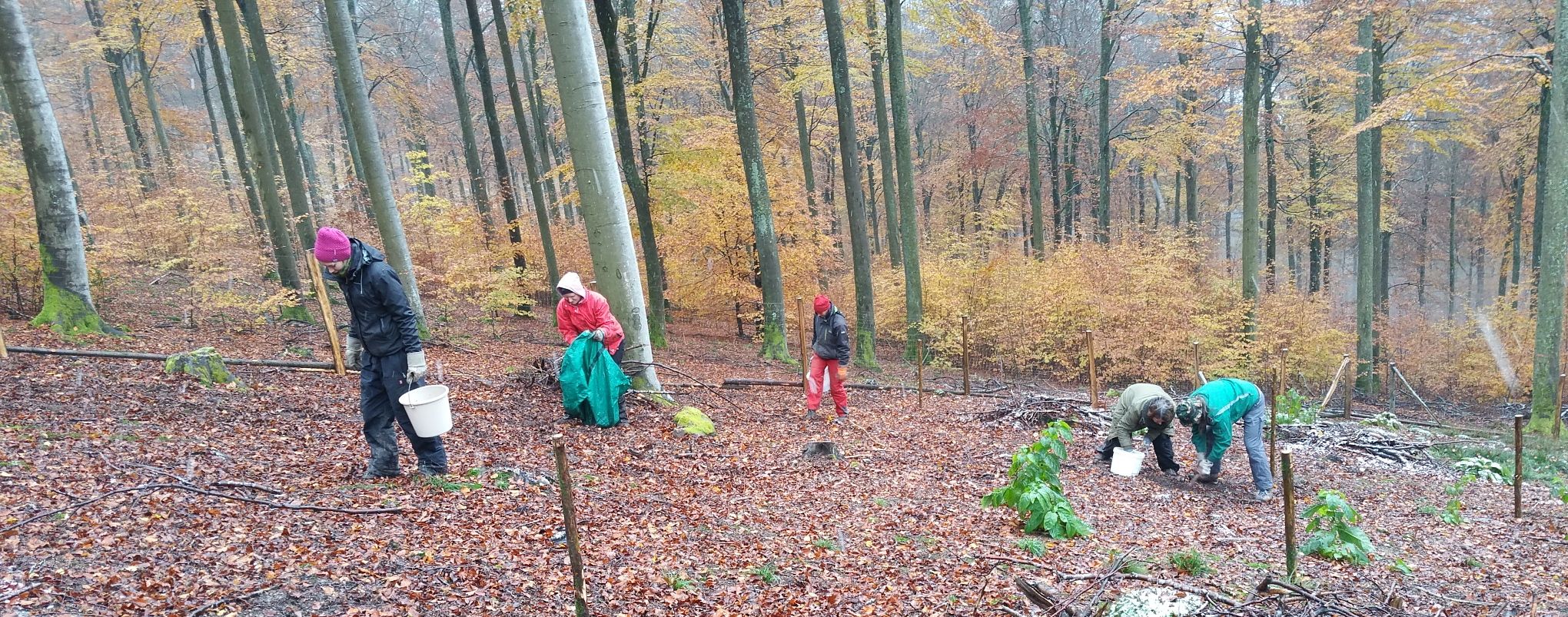 Beim Eicheln säen für Spessarteichen Beim Eicheln säen für Spessarteichen