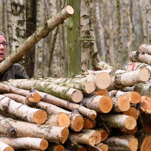 Birkenholzaufschichtungen nach Birkenfällungen