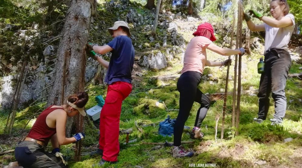 Freiwillige bringen Drahthosen-Einzelschützer an gepflanzte Weißtannen an