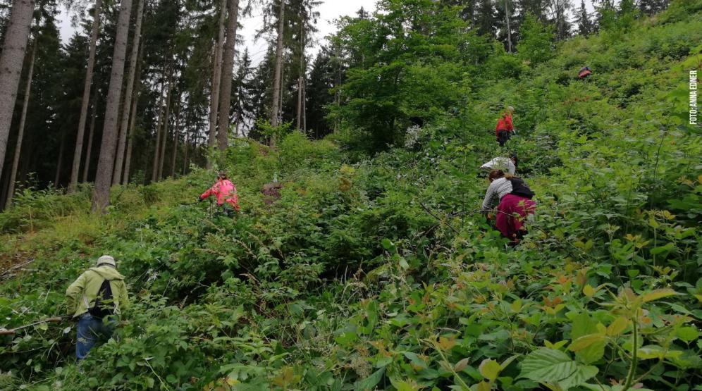 Kulturpflege der Bergwaldpflanzung 2019