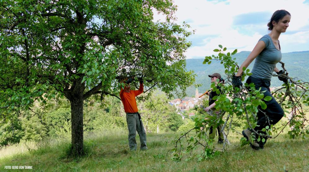 Obstbaumpflege im Stifterhain