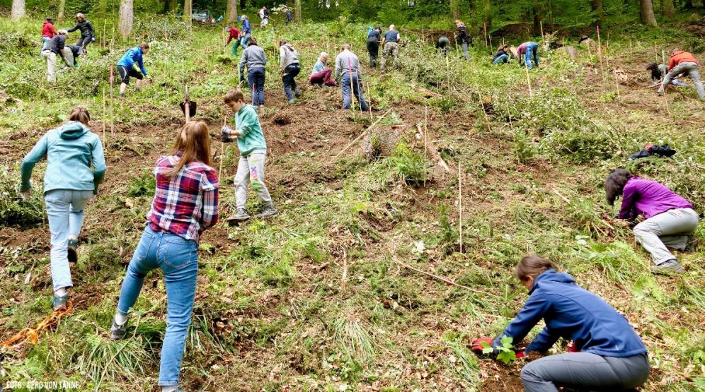 Viele Freiwillige pflanzen Weißtannen am Schauinsland-Hang