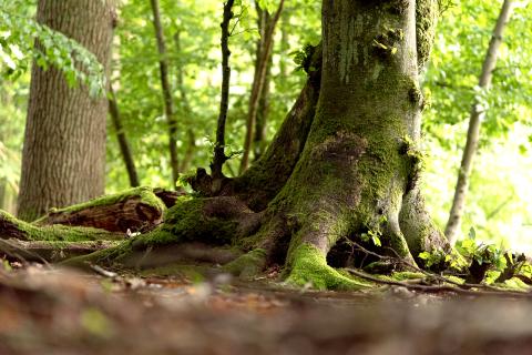 Nahaufnahme einer Baumwurzel im Wald