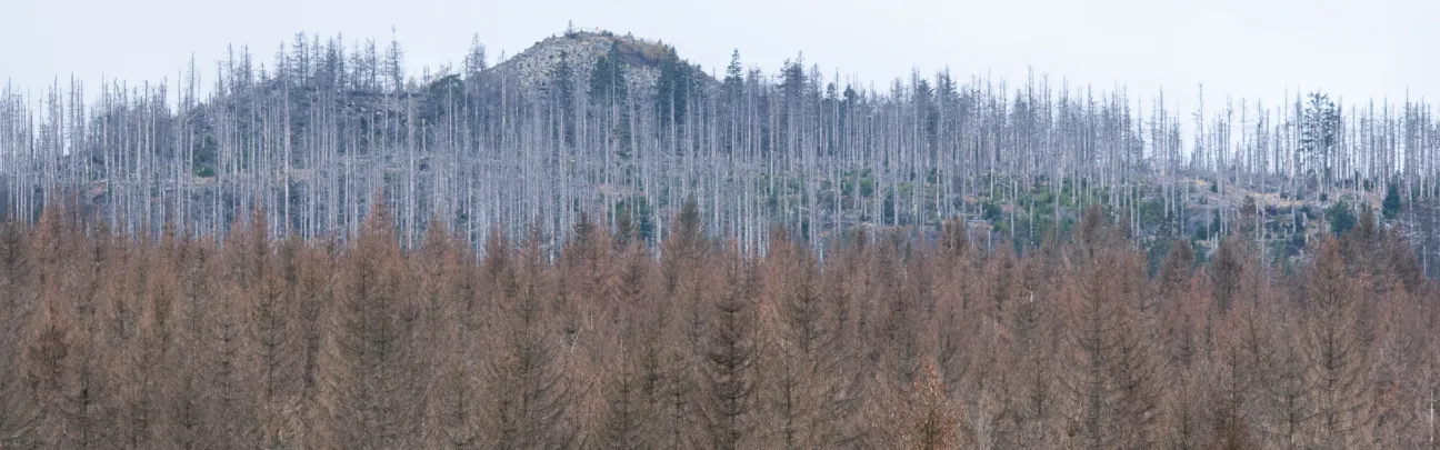 Waldsterben 2.0 symbolisiert durch sterbende Bäume