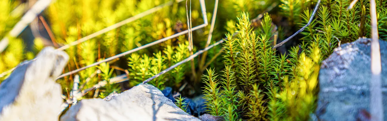 Jungpflanzen zwischen Steinen
