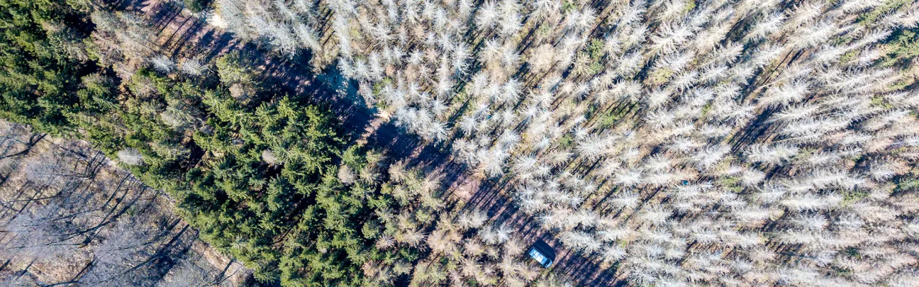 Blick aus der Vogelperspektive auf einen abgestorbenen Wald
