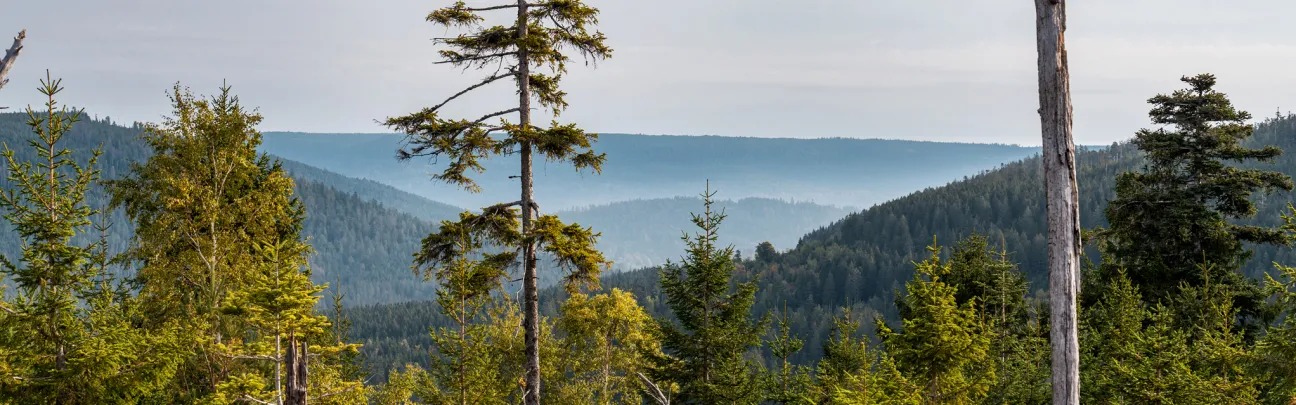 Waldige Landschaft mit abgestorbenen Bäumen