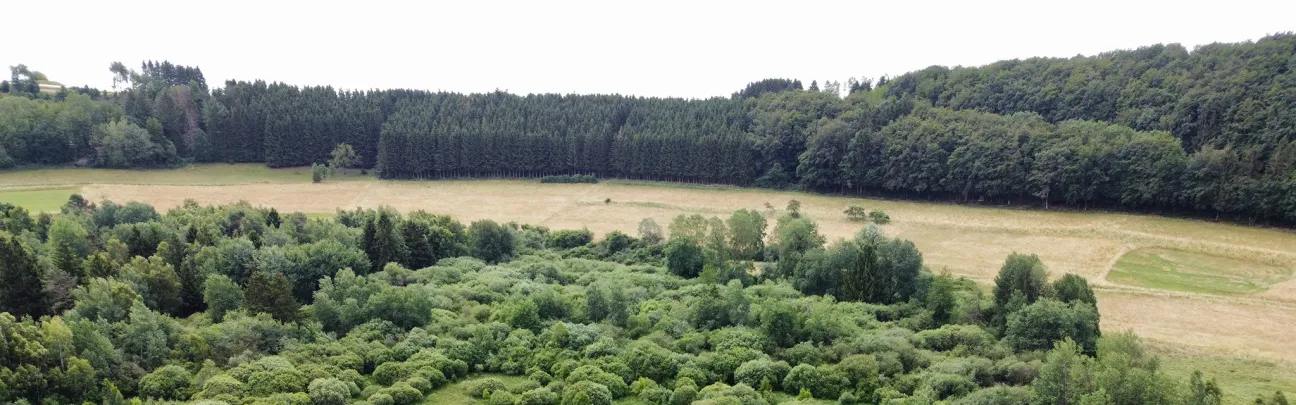 Büsche in Moorlandschaft