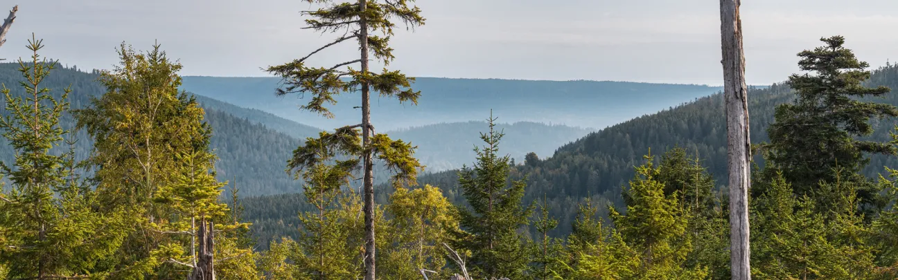 Blick auf waldige Landschaft mit abgestorbenen Bäumen