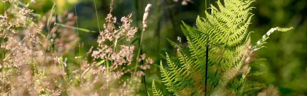 Nahaufnahme eines Farns