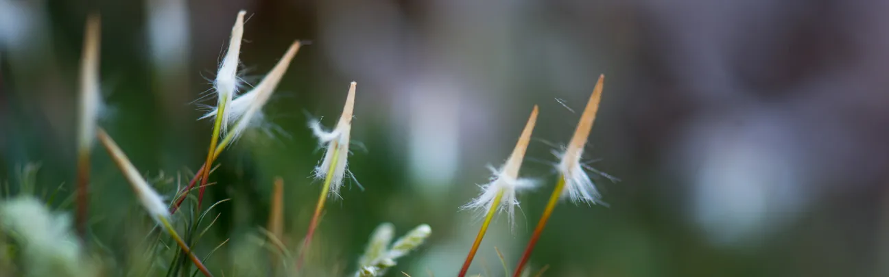Gräser im Wald Nahaufnahme