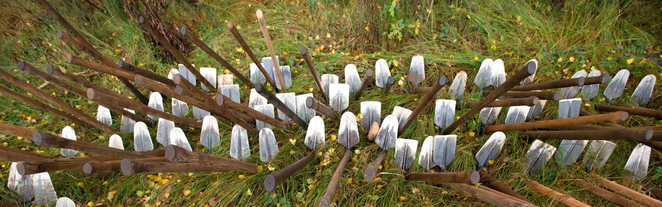 Viele Wiedehopfhauen im Waldboden