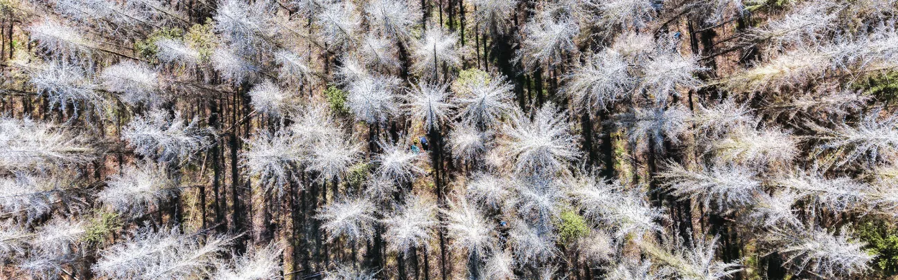 Toter Fichtenwald von oben