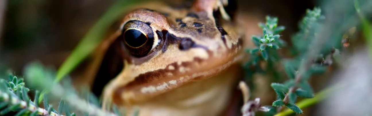 BWP_Biodiversitätskrise_Frosch_Diepholz BWP_Biodiversitätskrise_Frosch_Diepholz