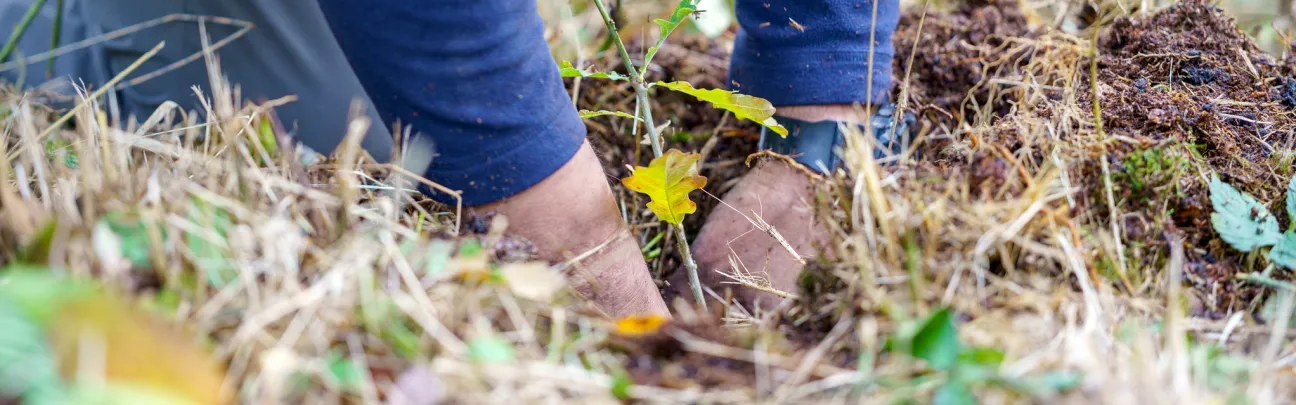 Hände, die einen kleinen Baum pflanzen