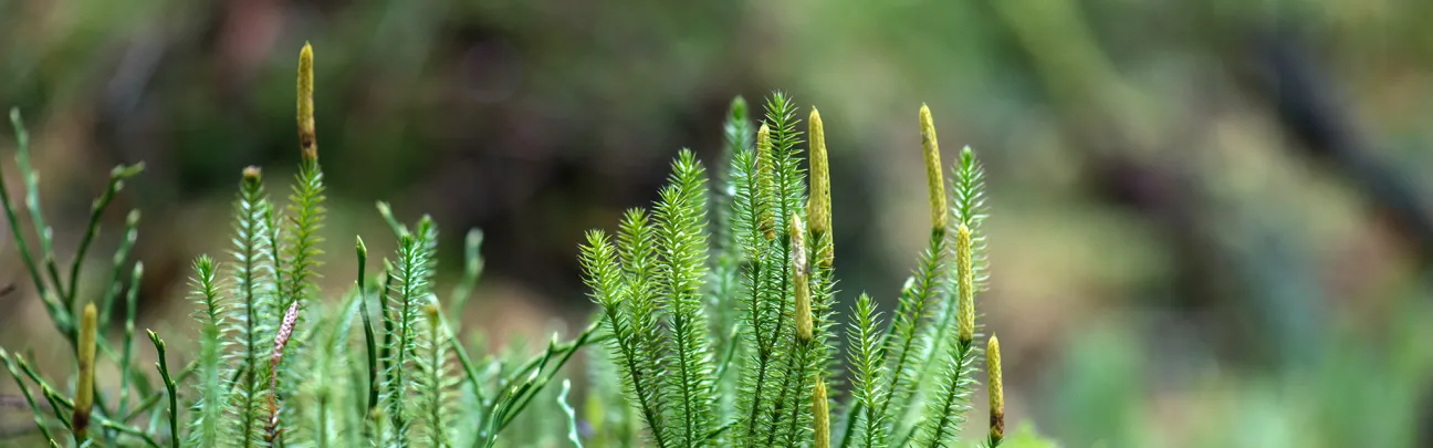 Grüne Pflanzen im Wald
