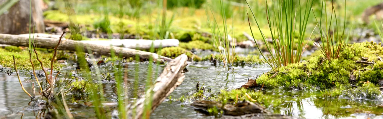 Nahaufnahme eines Moors in Morbach