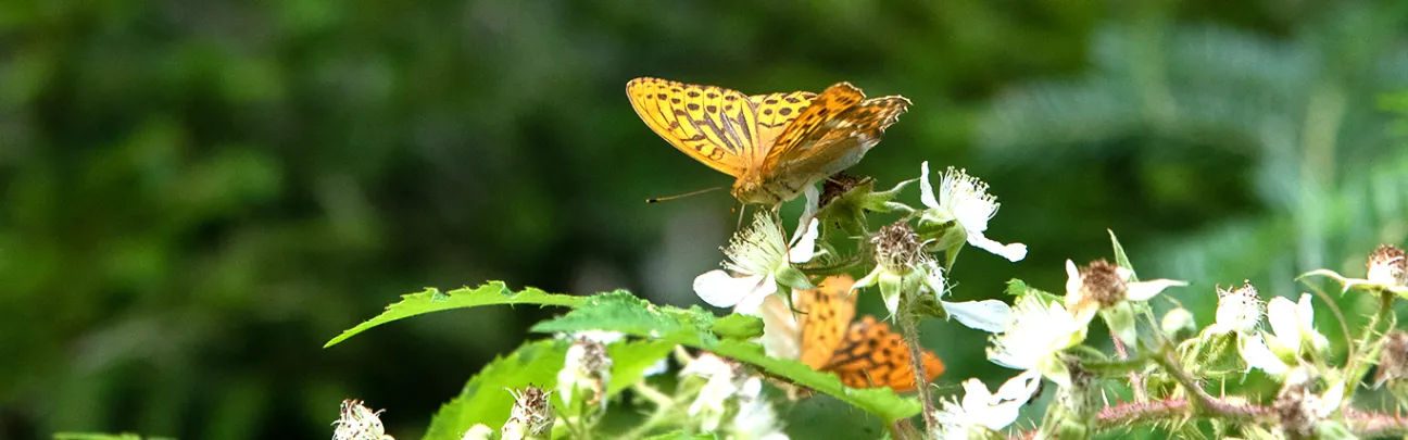 Schmetterling an Blüte