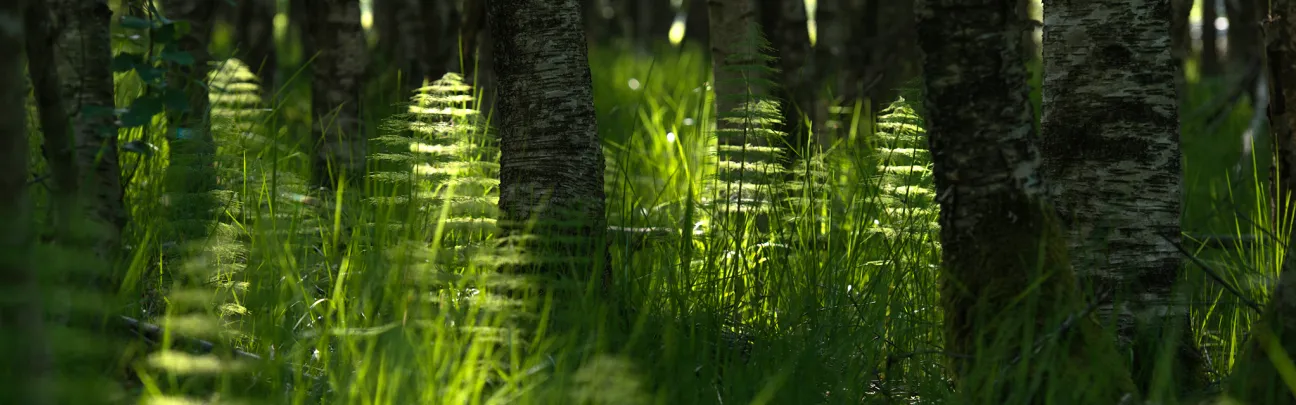 Birken und Farne im Wald