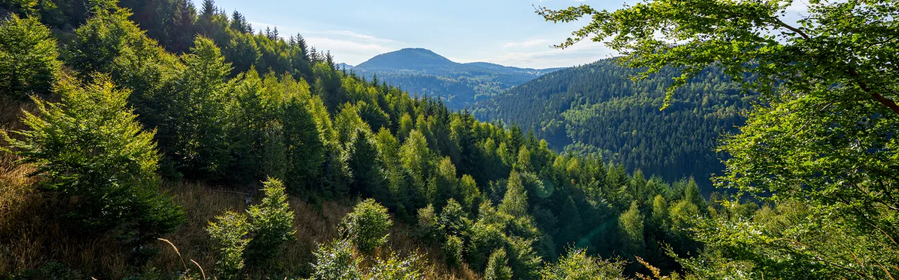 Blick auf den Zukunftswald in Unterschönau