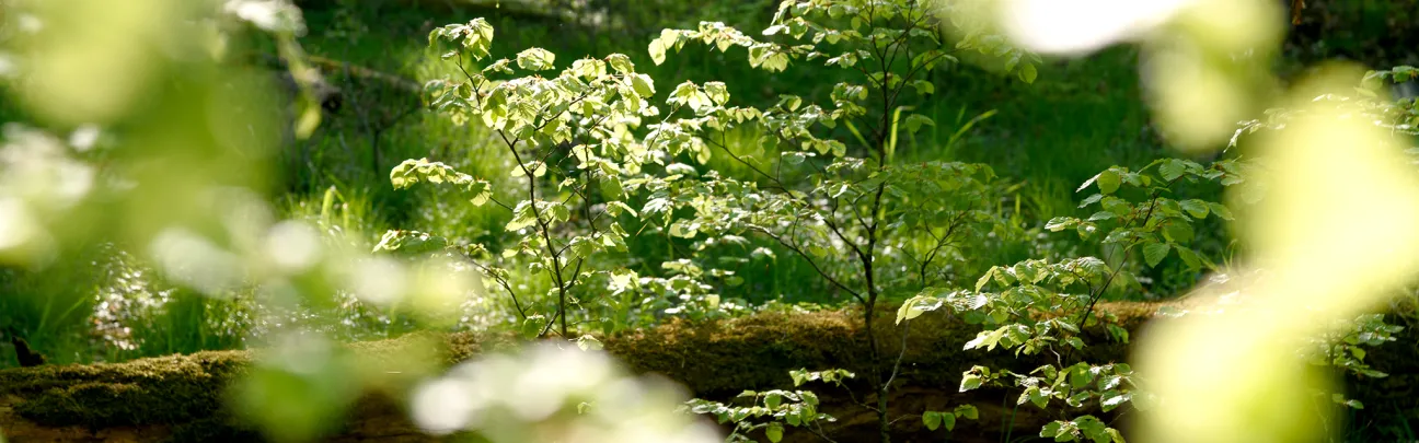 Blick auf eine Naturverjüngung im Wald