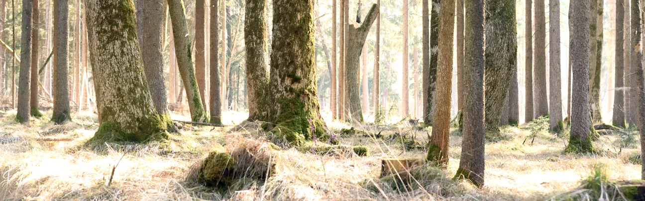 BWP_Augsburg_Waldlandschaft.jpg Blick in einen lichten Wald in Augsburg