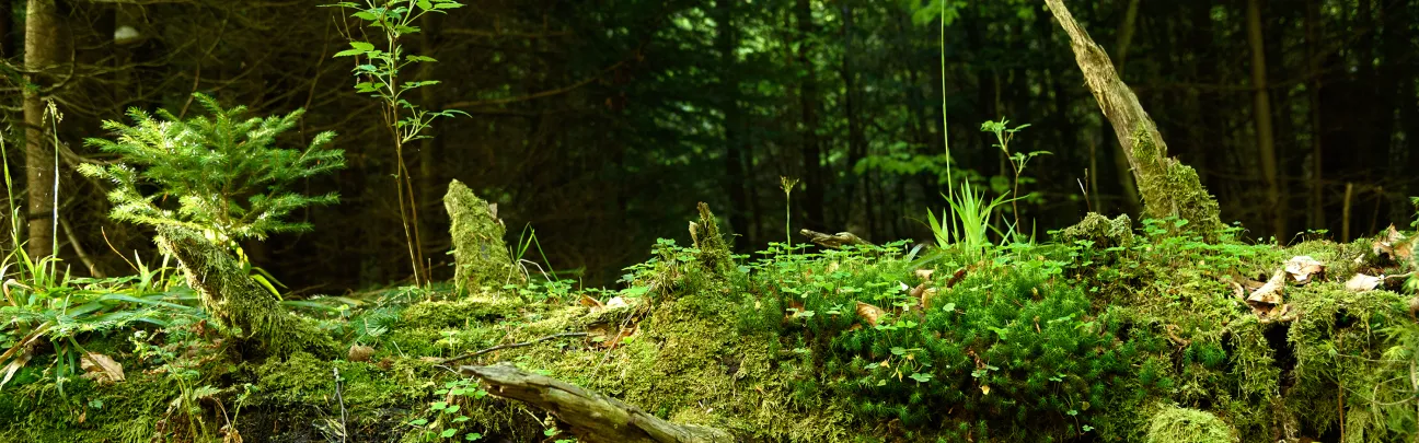 Bewachsenes Totholz im Wald