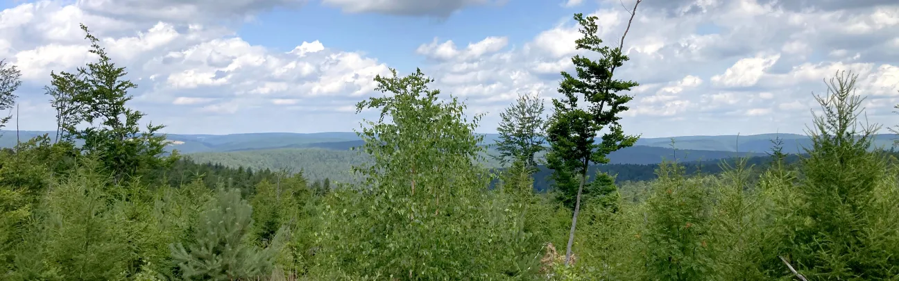 Weiter Blick auf die Waldlandschaft in Heigenbrücken