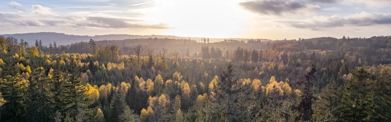 Blick auf eine weite Waldlandschaft in der Abendstimmung