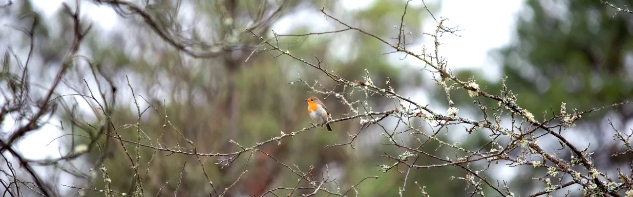 Rotkehlchen auf einem unbelaubten Ast im Winter