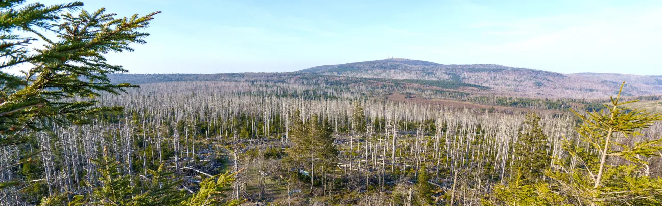 Weiter Blick auf eine abgestorbene Waldlandschaft im NP Harz