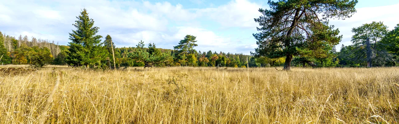 BWP_NPKellerwald_Landschaft.jpg Weiter Blick auf eine offene Landschaft im NP Kellerwald
