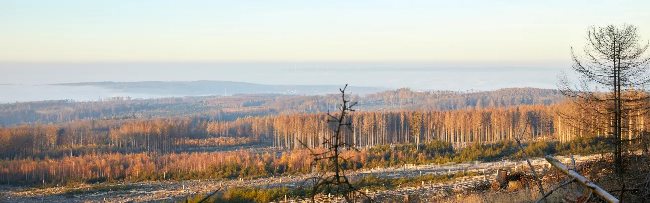 Weiter Blick auf die abgestorbene Waldlandschaft in Neuhäusel