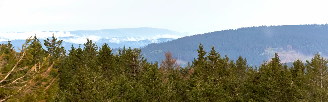 BWP_Oberhof_Waldlandschaft2.jpg
